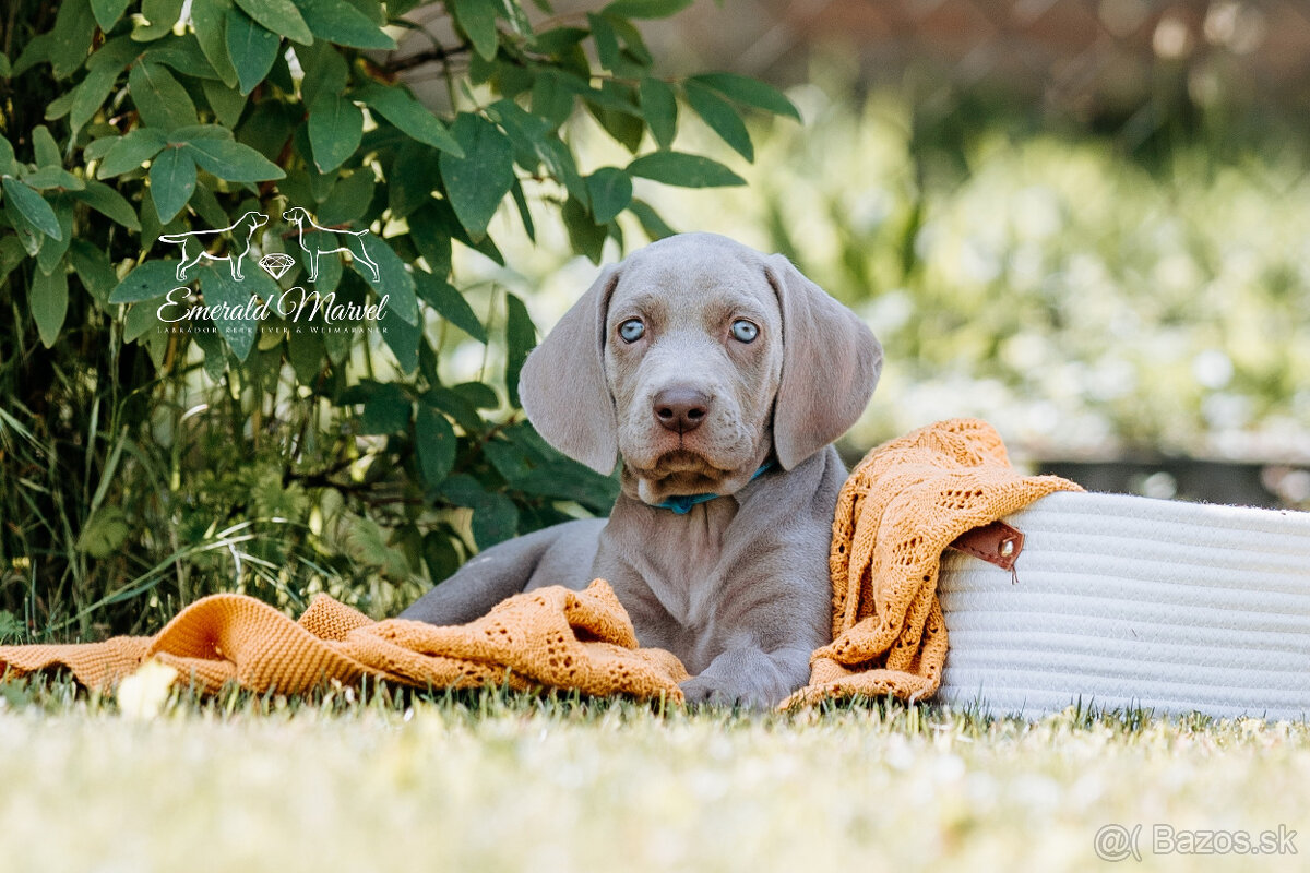 Weimarský krátkosrstý stavač - štěniatka s PP - 17
