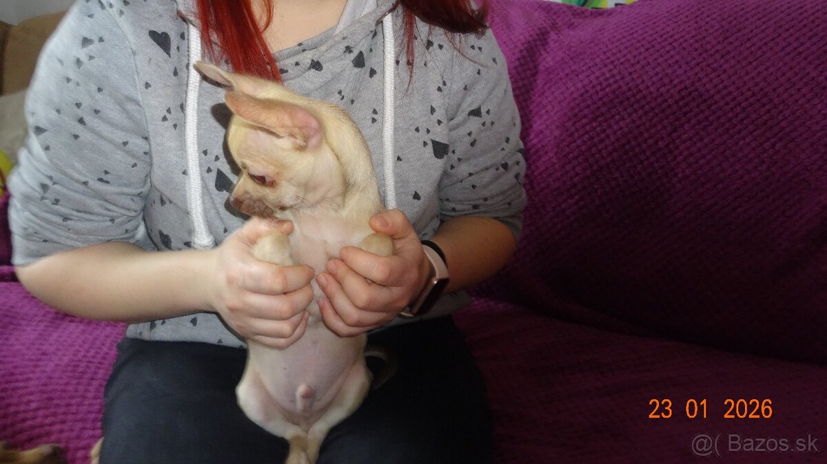 čivava krátkosrstá - 17