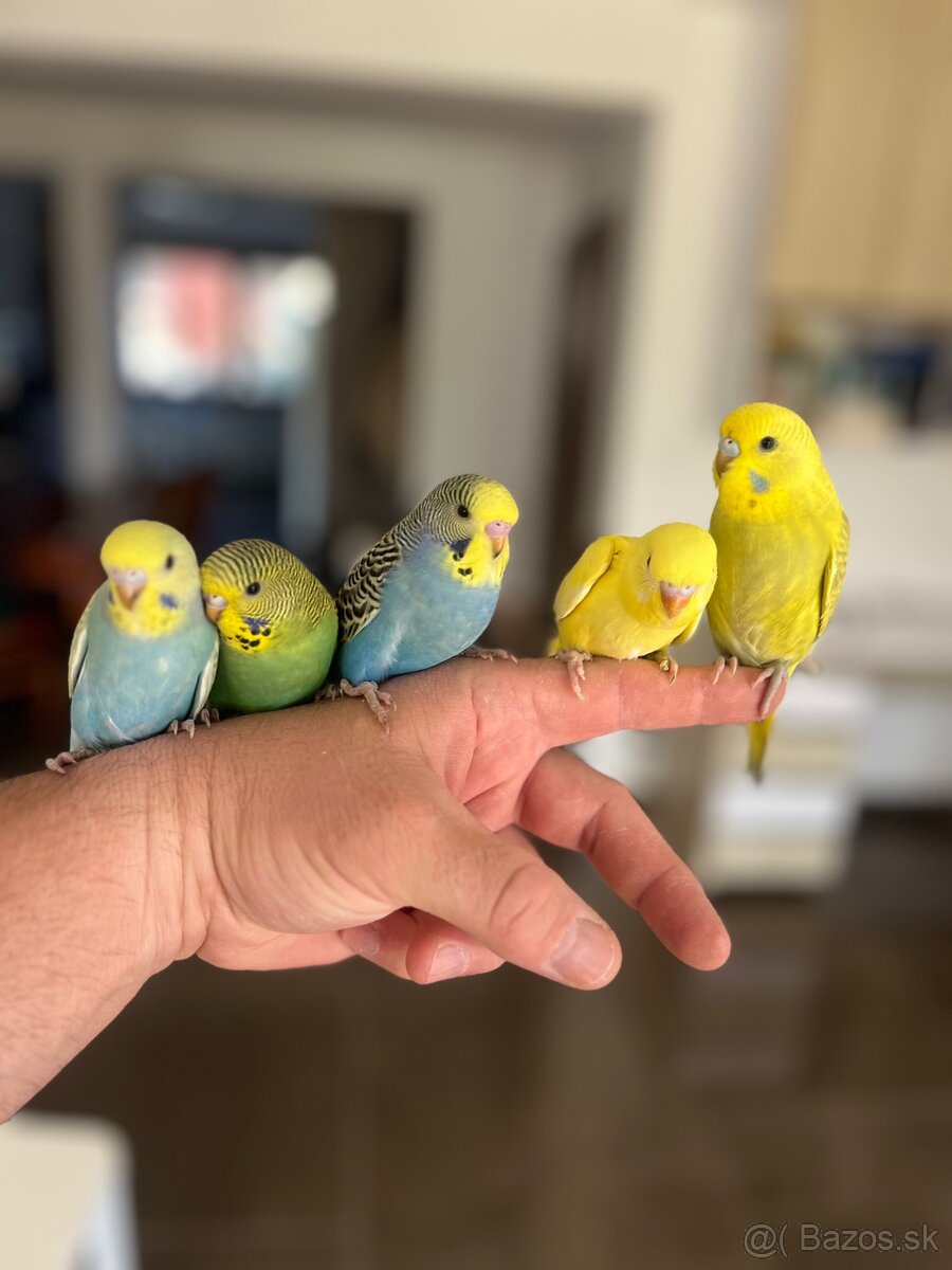 Andulka mlada Maznačik - 17