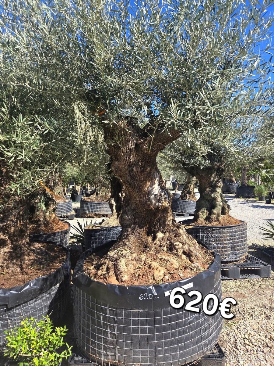 Mrazuvzdorne Olivovníky - 17