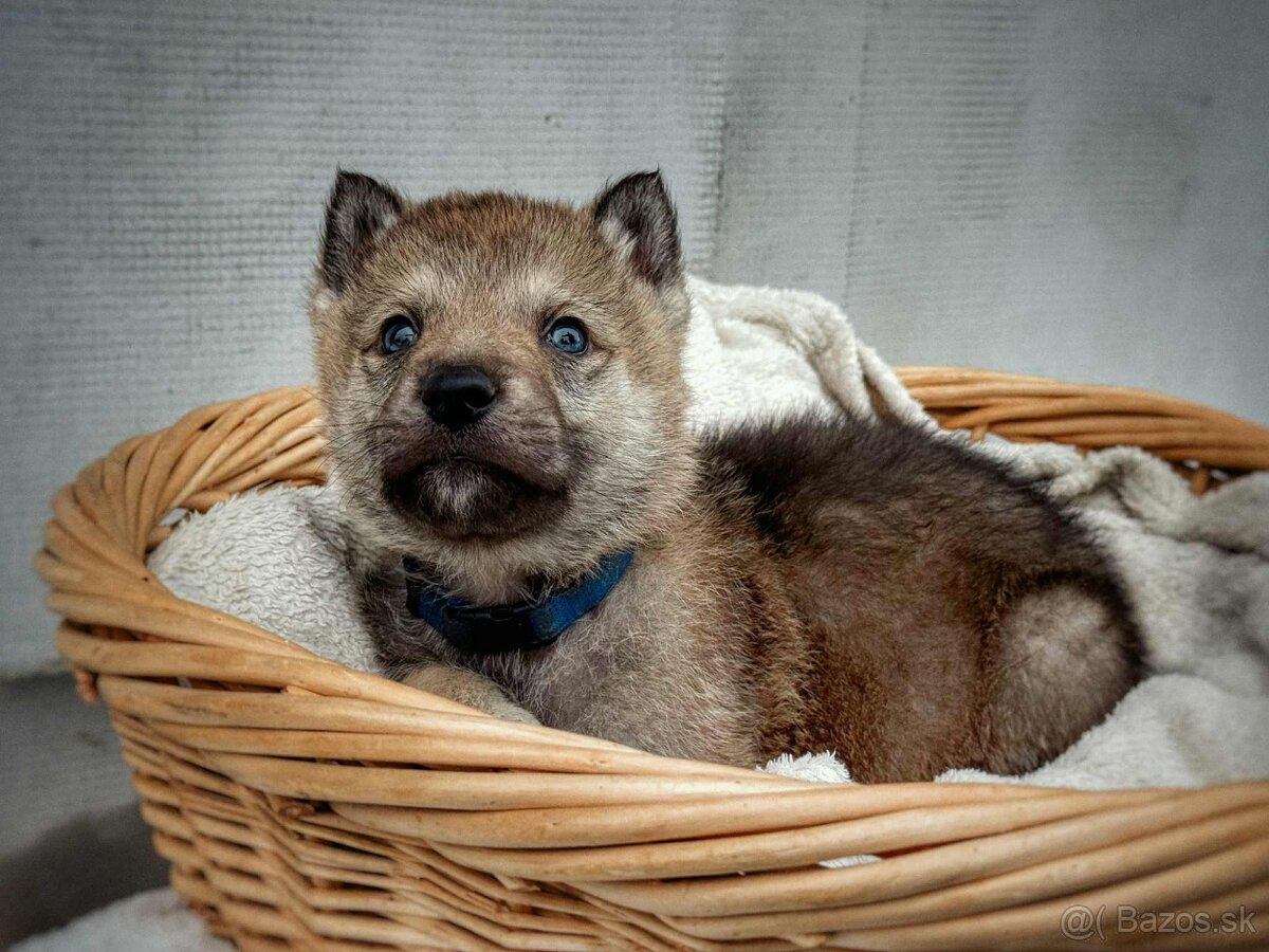 Československý vlčiak s PP - 17