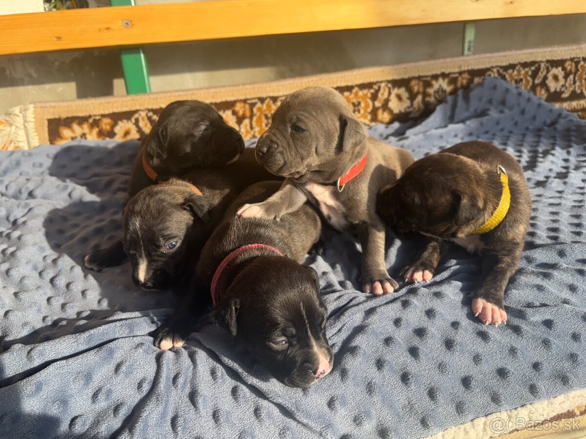 Americký stafordsirsky terier, Stafford, amstaf - 17