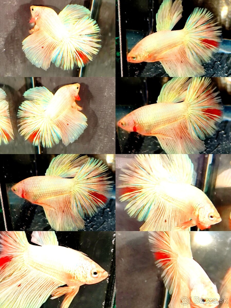 Betta Splendens - Bojovnica Pestrá. - 17