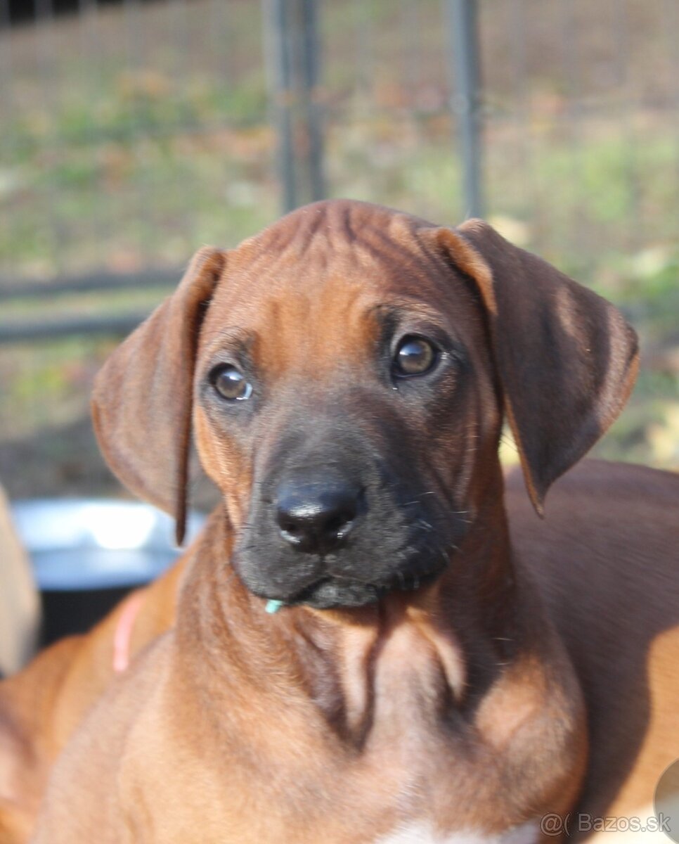 Rodézsky Ridgeback - 17