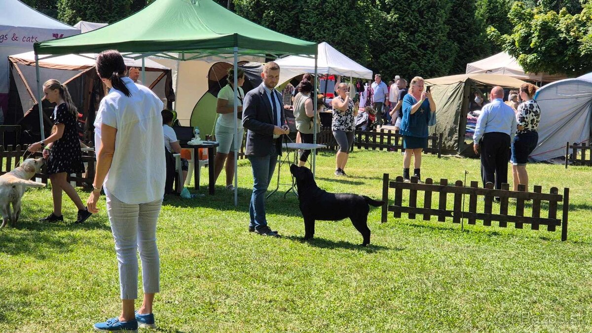 Labrador retriever - šteniatka - 17