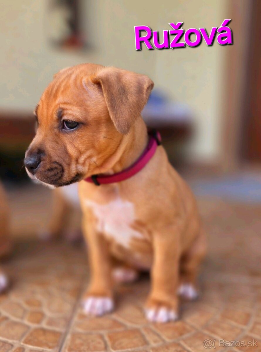 Americký stafordširský teriér - 17