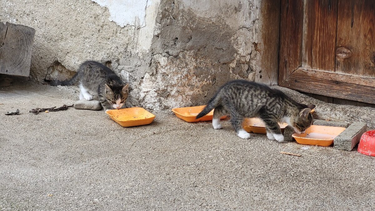 Darujem mačiatká - 17