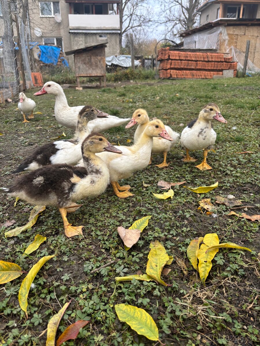 Pyžmove kačky - 17