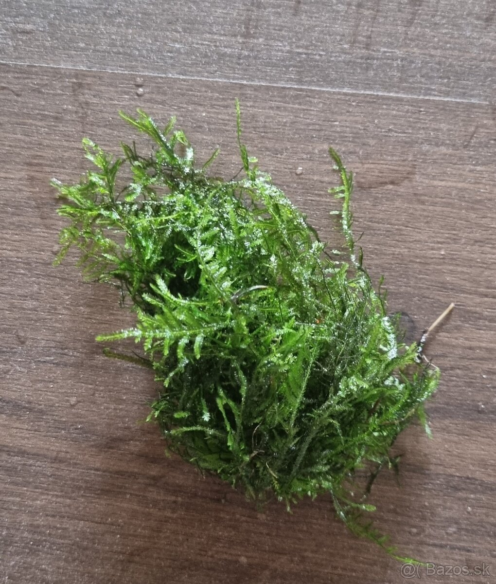 Predam rastliny do akvaria - 17