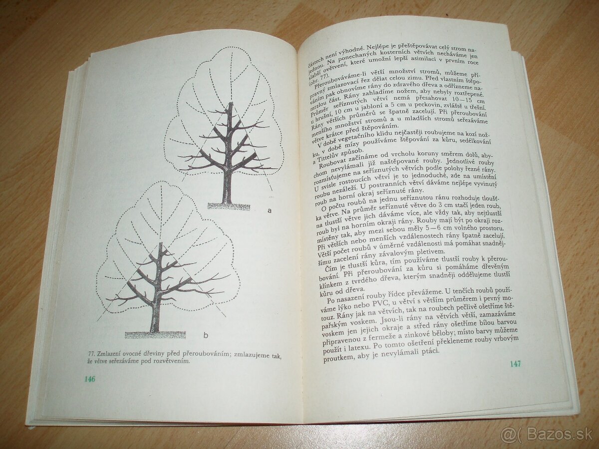 Řez ovoných dřevin - 17