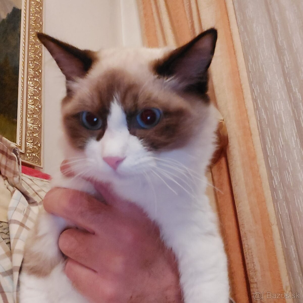 Ponukam ragdoll kocurov na krytie - 17