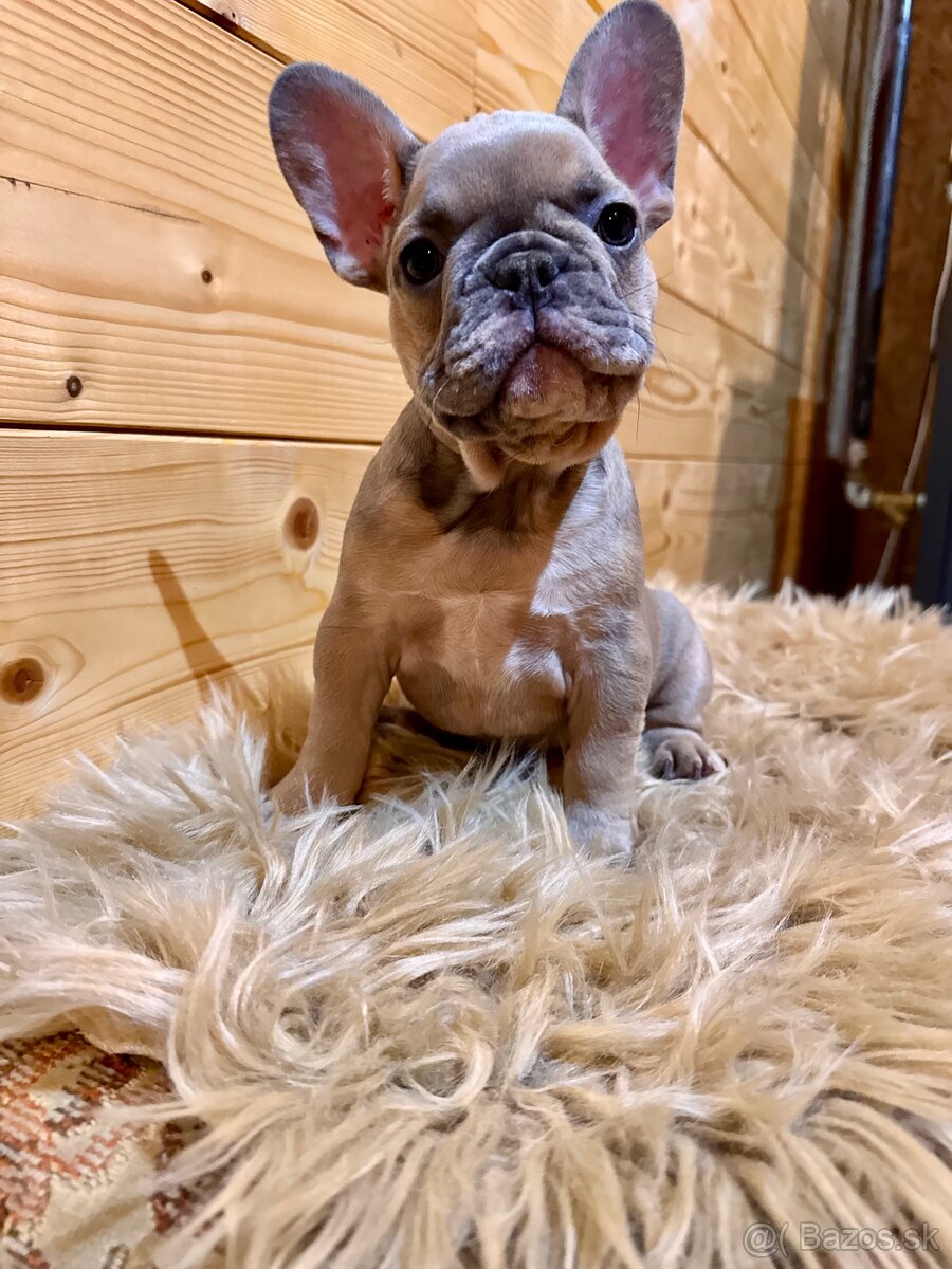 Francúzsky buldoček s PP - 17