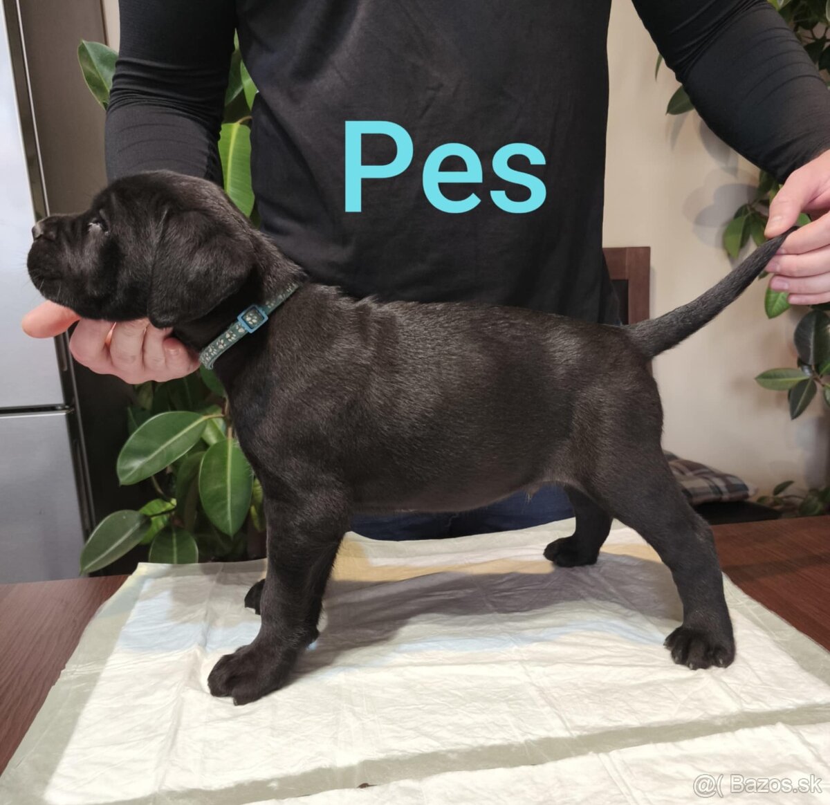 Cane Corso bez PP - 17
