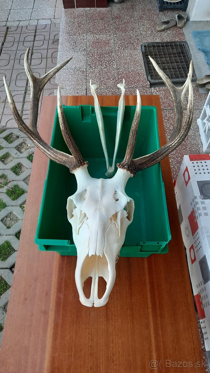 Poľovnícke trofeje - 17