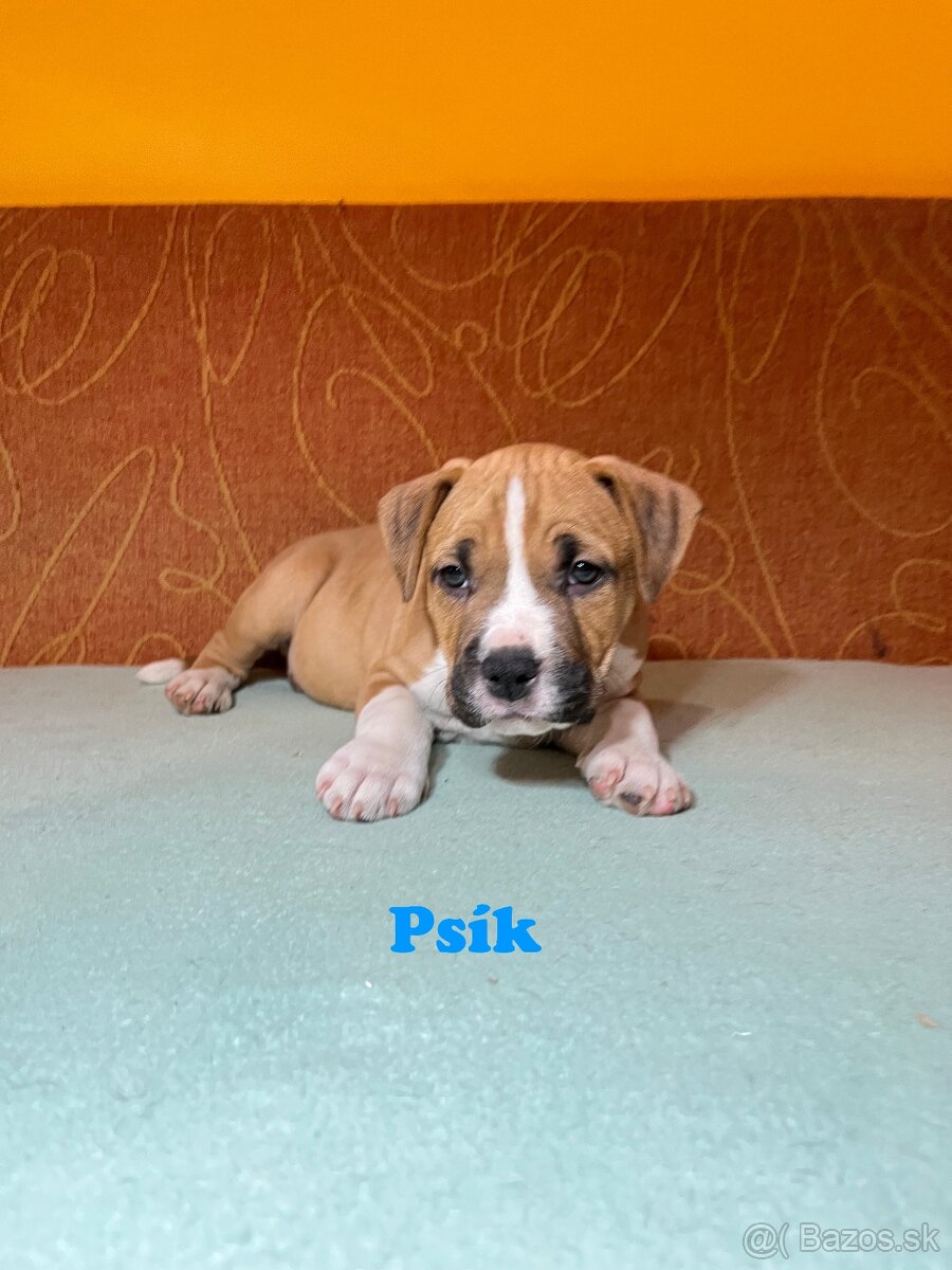 Americky Stafordšírský Terier šteniatka s PP - 17