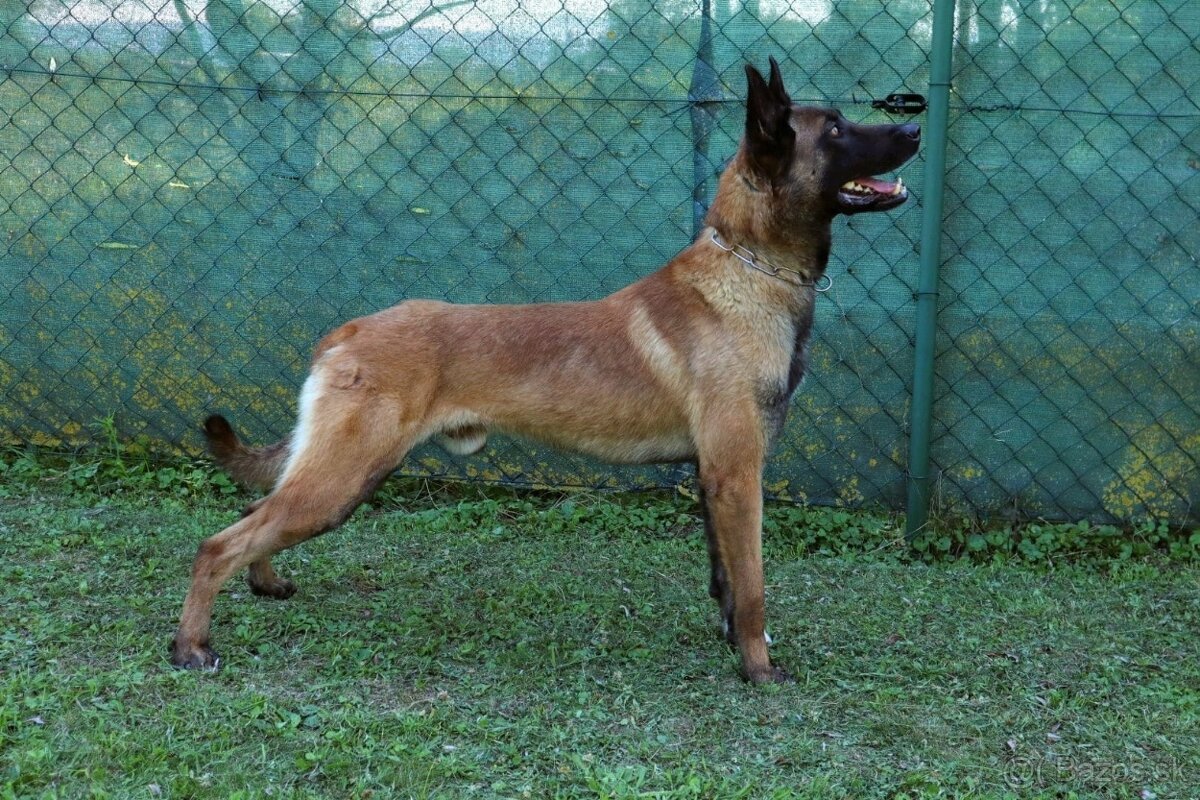 Belgický ovčiak malinois, šteniatka s PP - 17