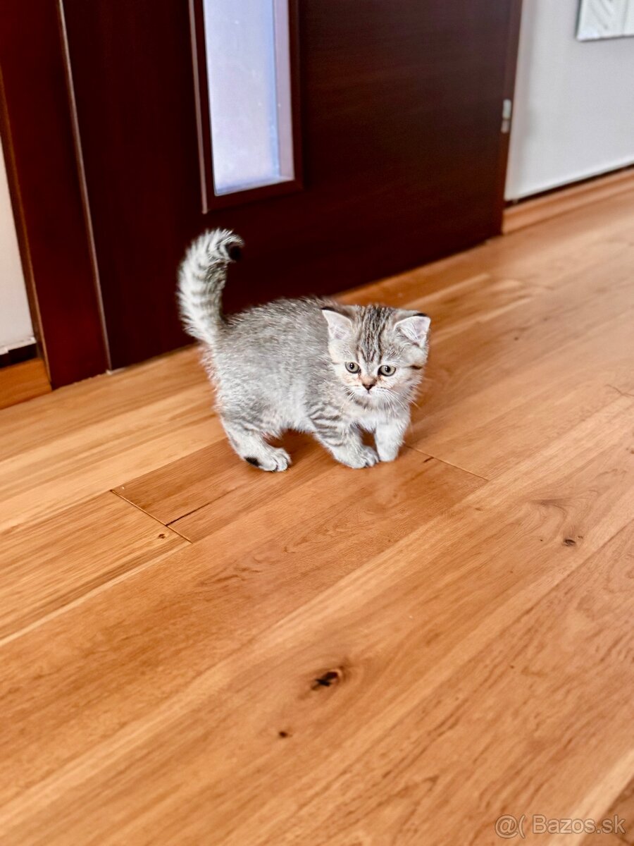 Škótska klapouchá mačka, scottish fold,straight s PP - 17