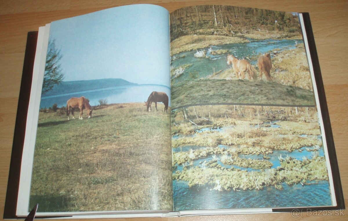 Černý sobol, hnědý medvěd - 17