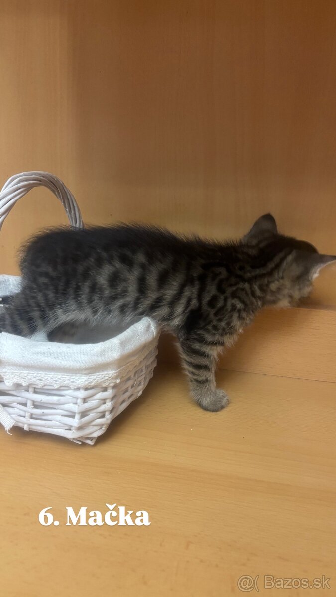 Darujem mačiatká - 17