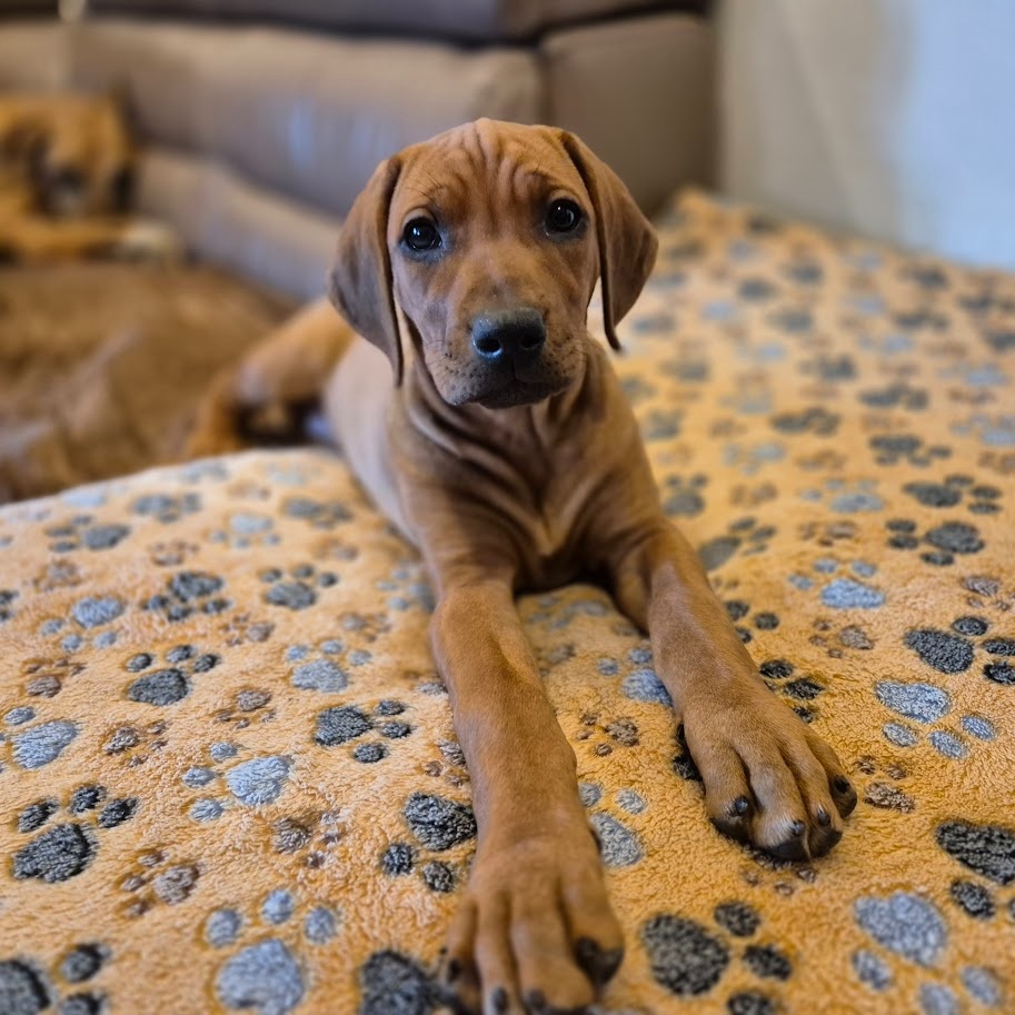 Rhodesian Ridgeback - vymazlená štěňátka s PP - 17