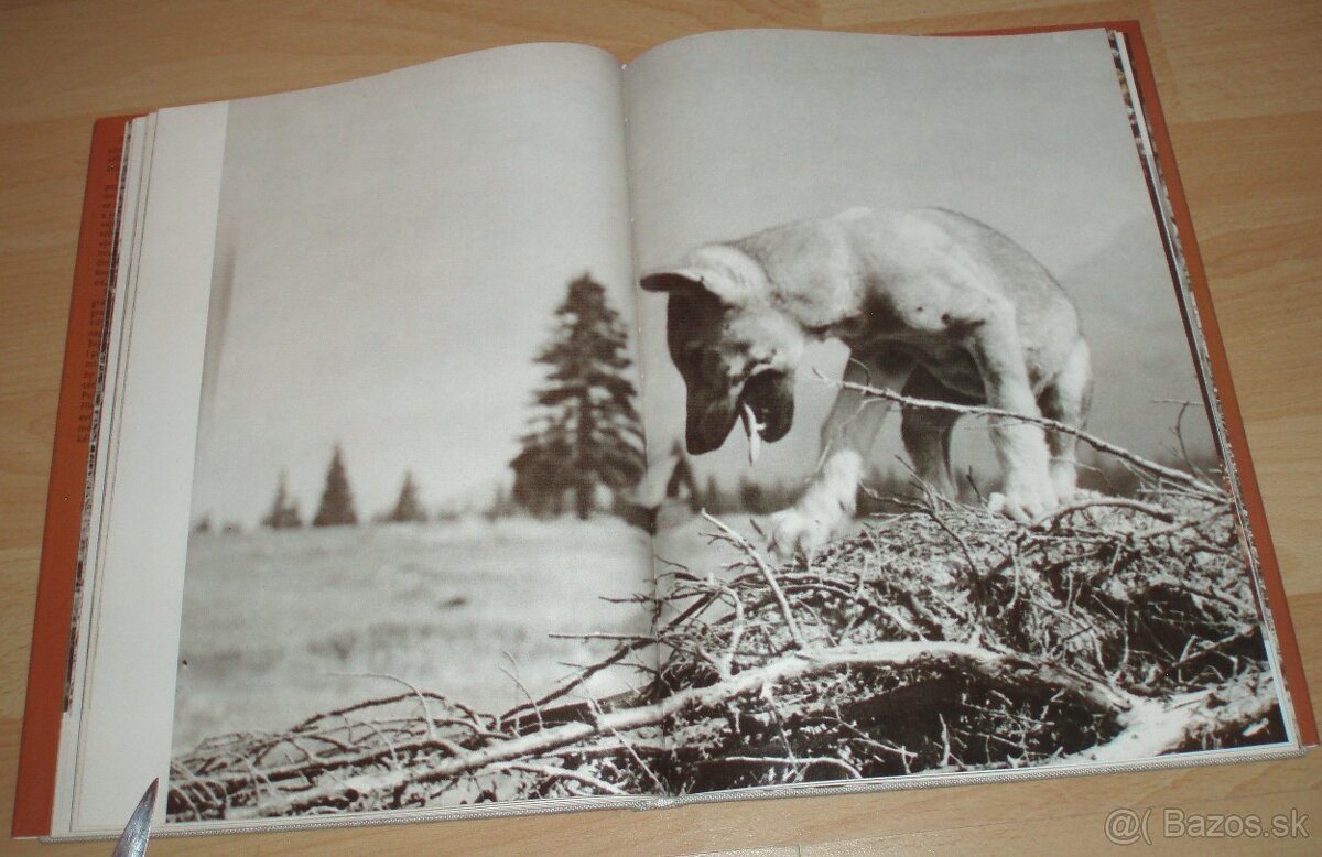 Osamělá vlčice - 17