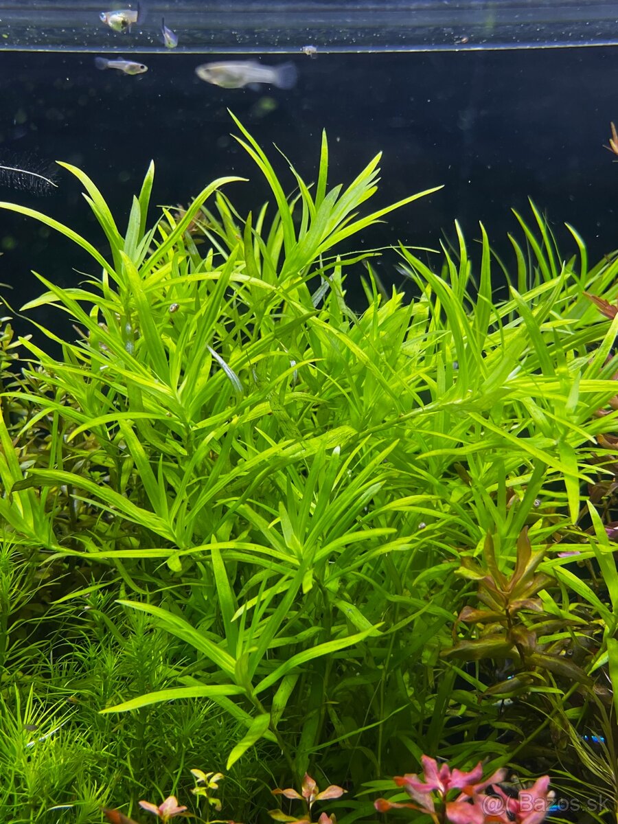 Krevetky Neocaridina - 17