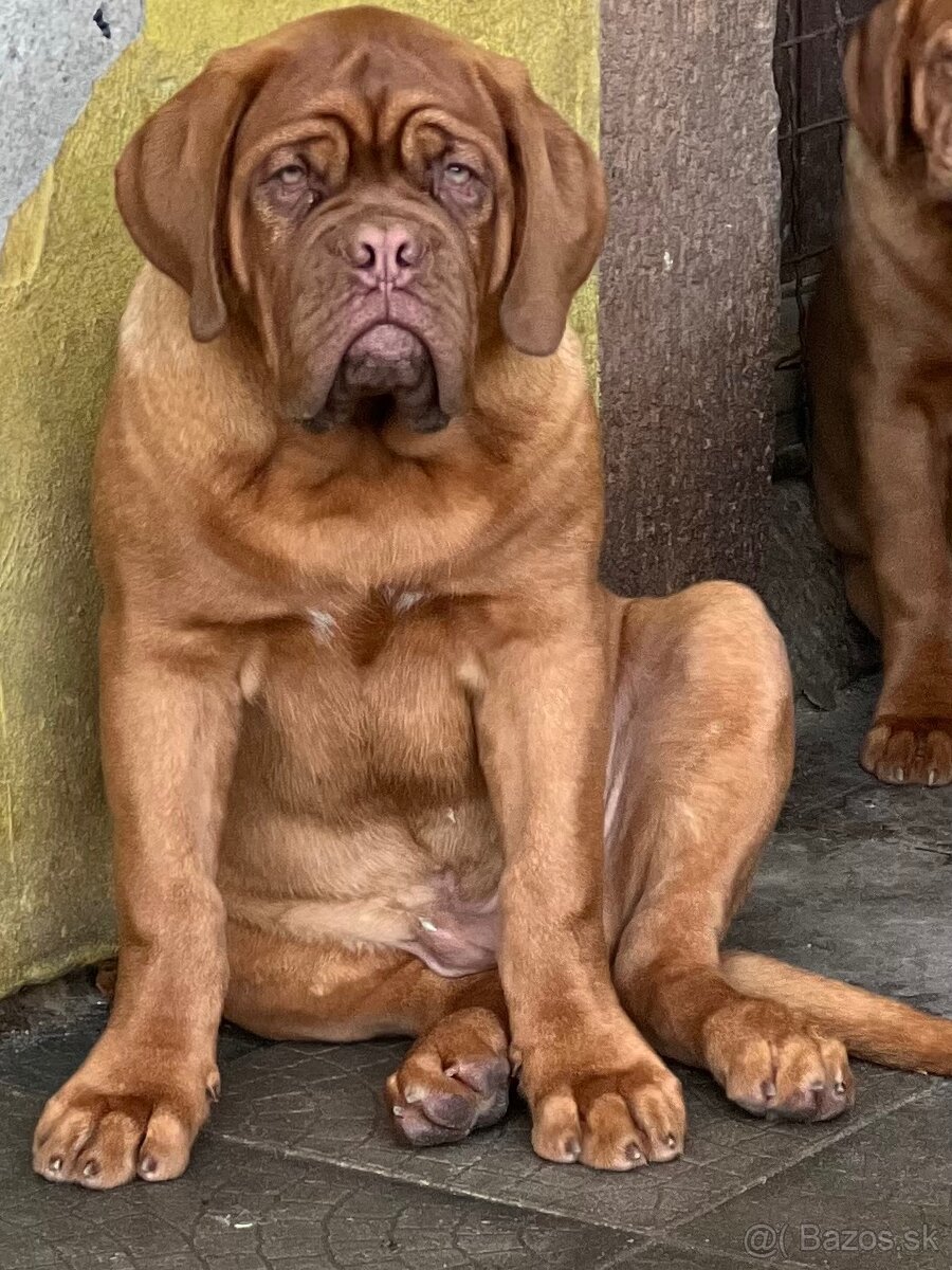 Bordeauxská doga s PP pes - 17