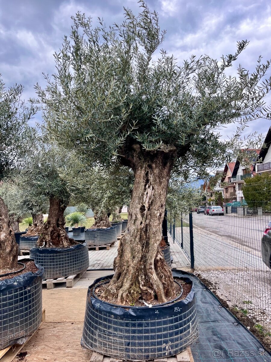 Olivovník - 17
