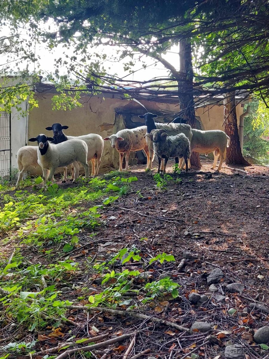 Holandska mini koza a baran Quessant - 17