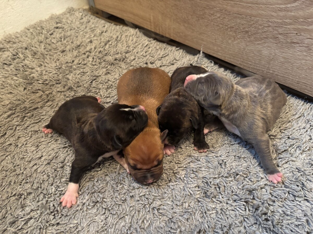 Americký stafordsirsky terier, Stafford, amstaf - 17