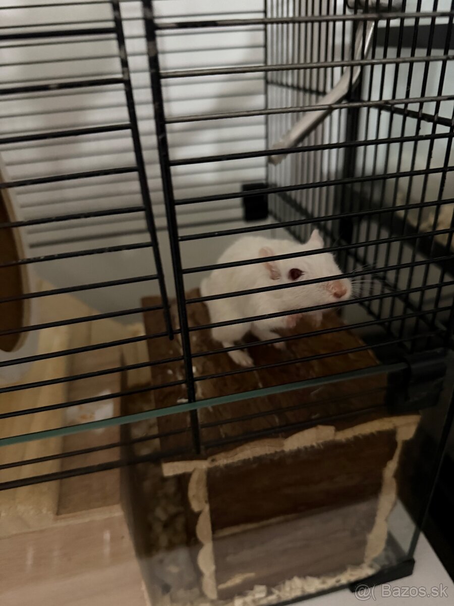 Darujeme pieskomila - 17