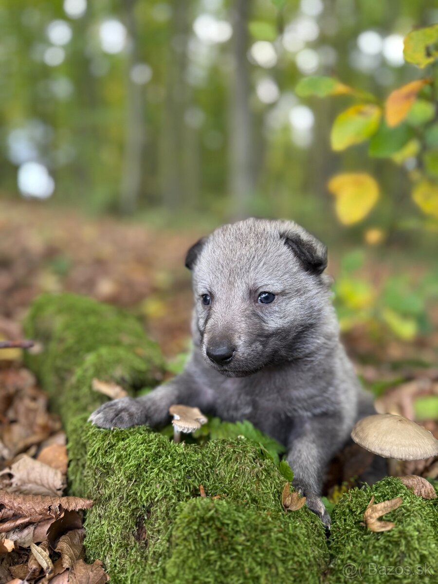 československý vlčiak s PP (FCI) - 17