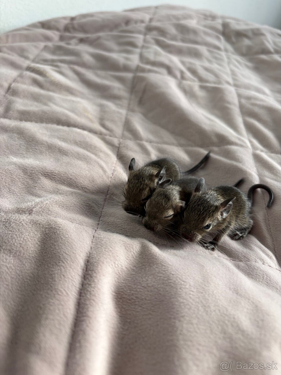 Predám mláďatá osmaka degu🐾 - 17