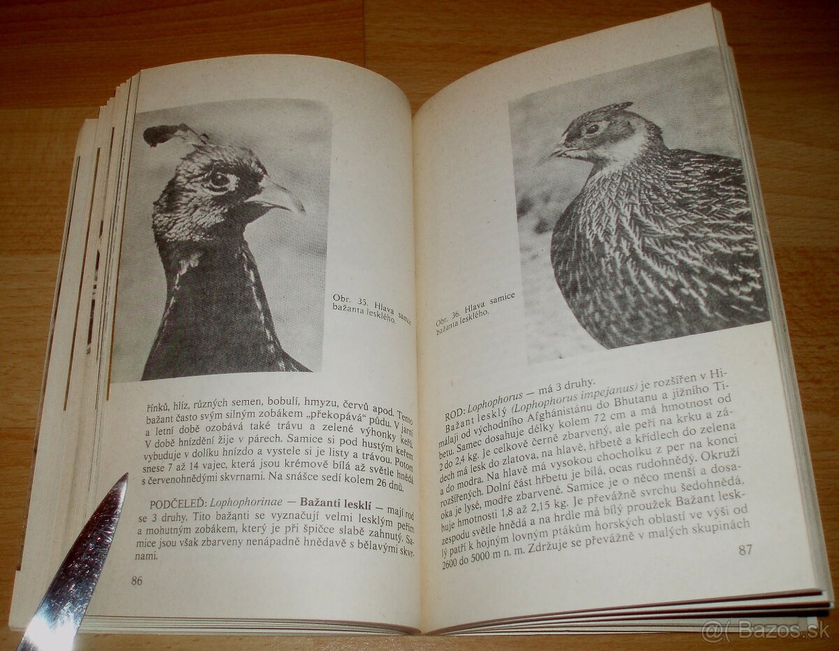 Bažanti a ostatní hrabaví - 17