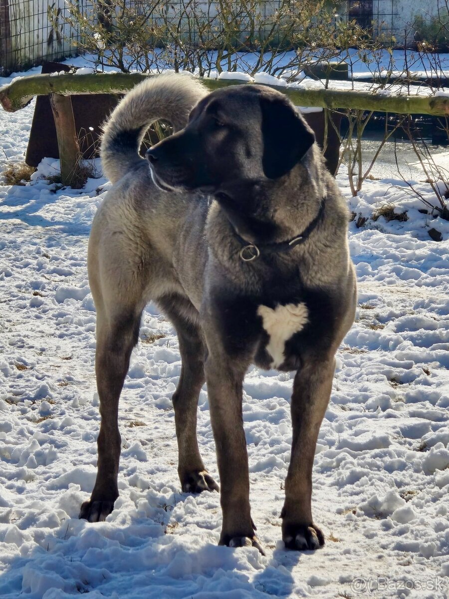 KANGAL - štěňata již K ODBĚRU, iba sučky - 17