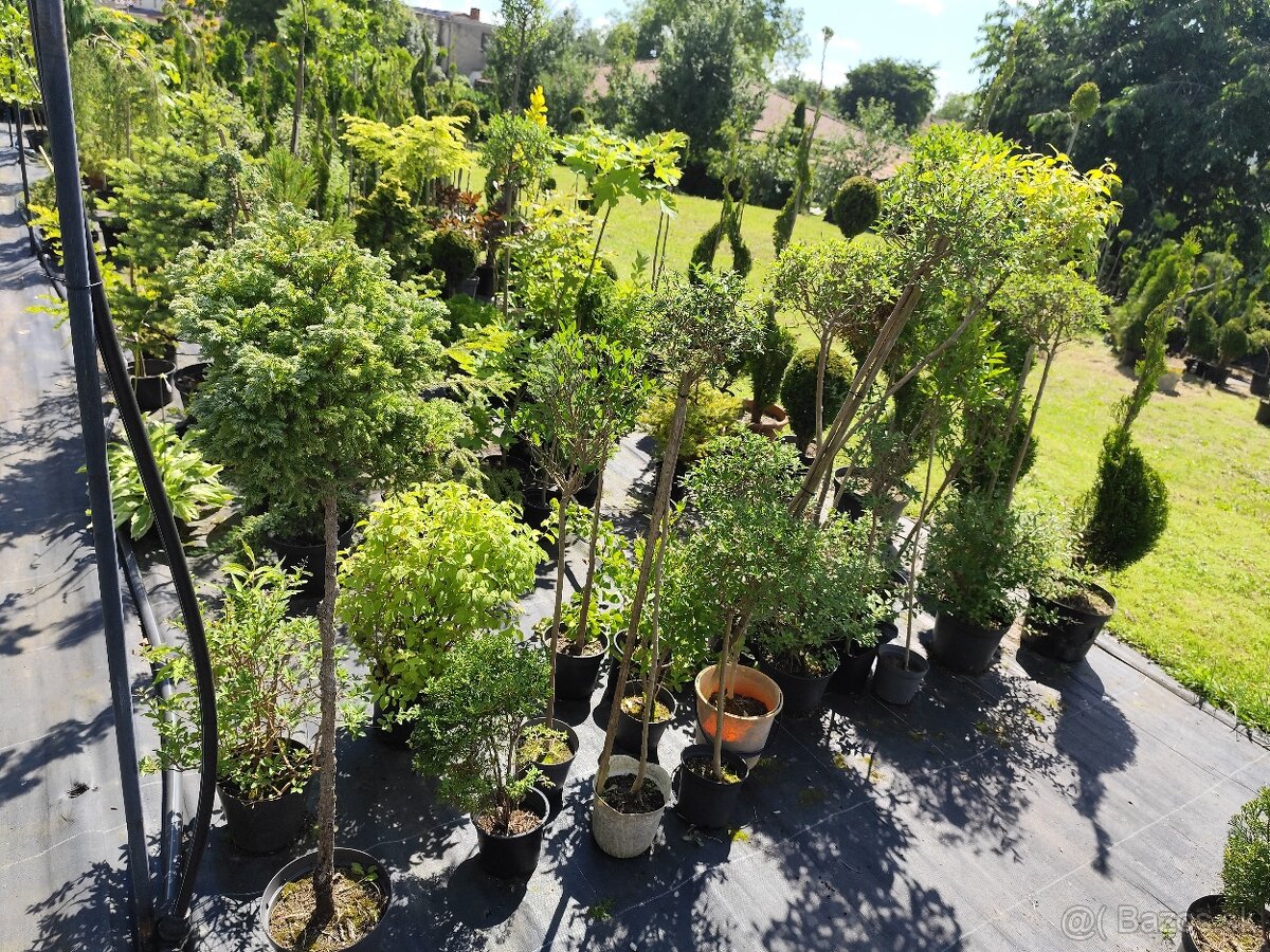 Okrasné dreviny, kríky - 17