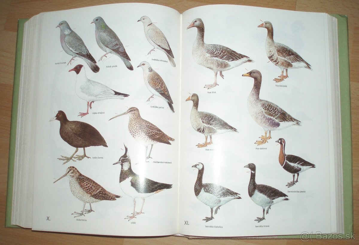 Poľovnícky náučný slovník - 17