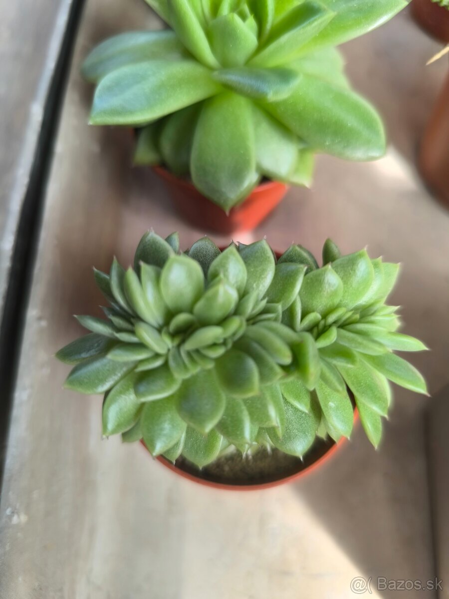 Kaktusy a sukulenty - 17