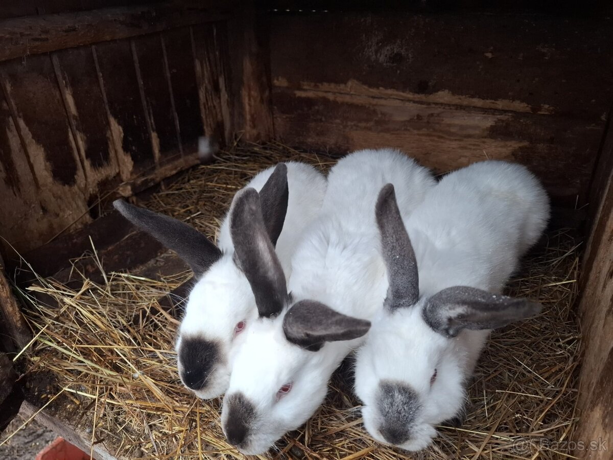 Zajace na predaj - 17