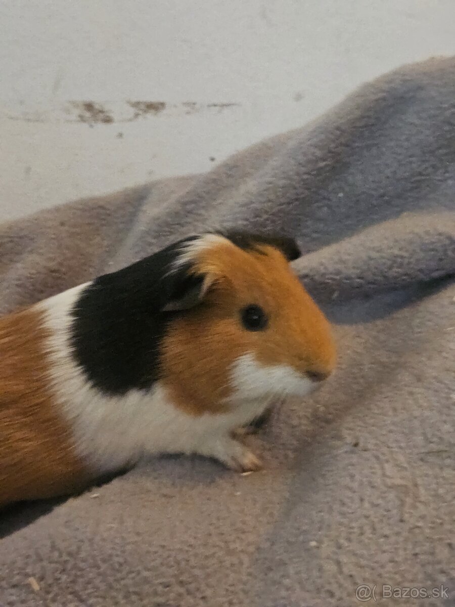 Morske prasiatka - 17