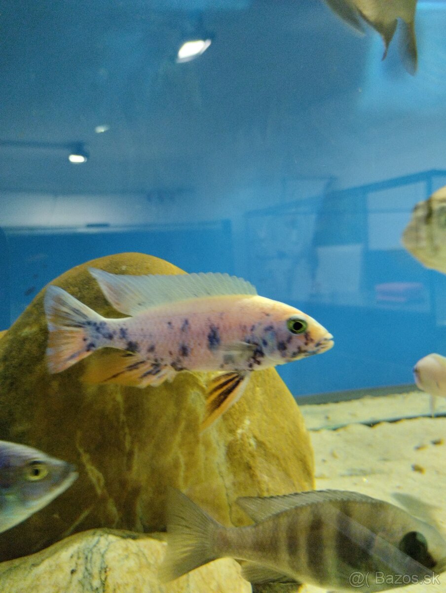 Africké Malawi cichlidy - 17