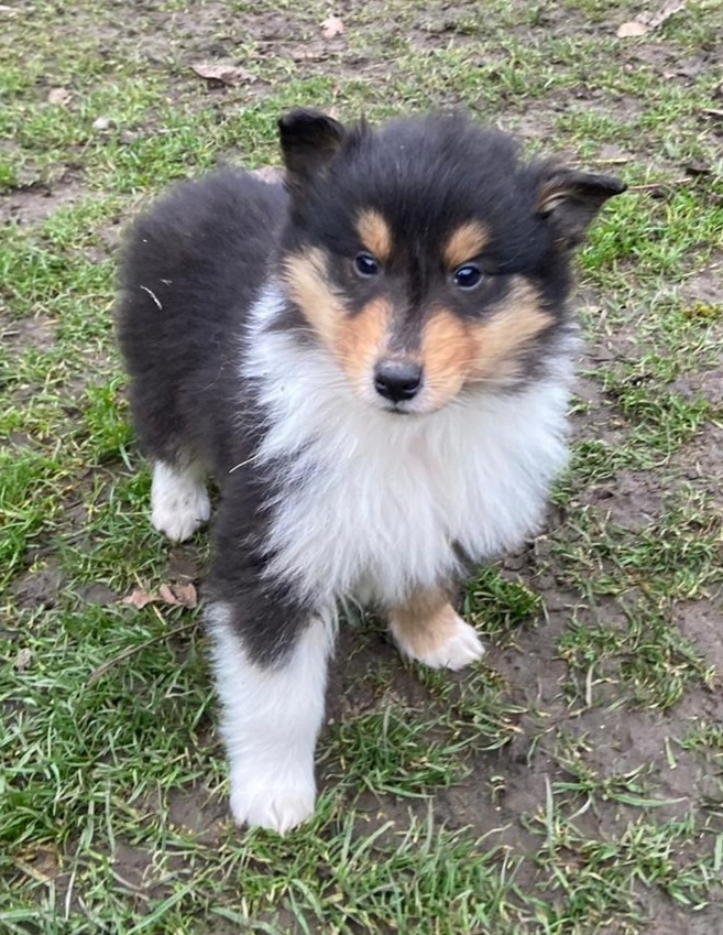 Kolia dlhosrstá - 17