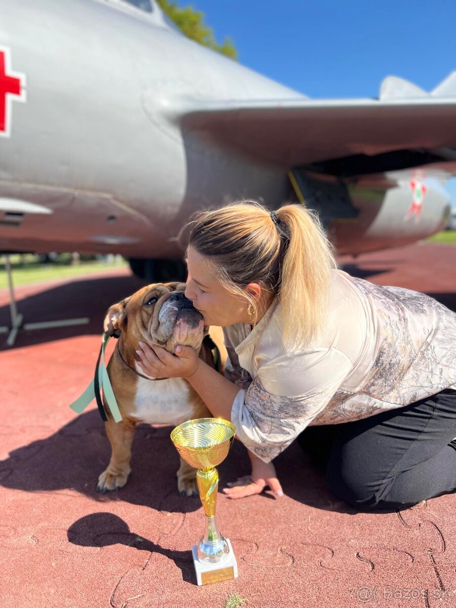 Anglicky Bulldog s PP na KRYTIE, buldog, Buldok , - 17