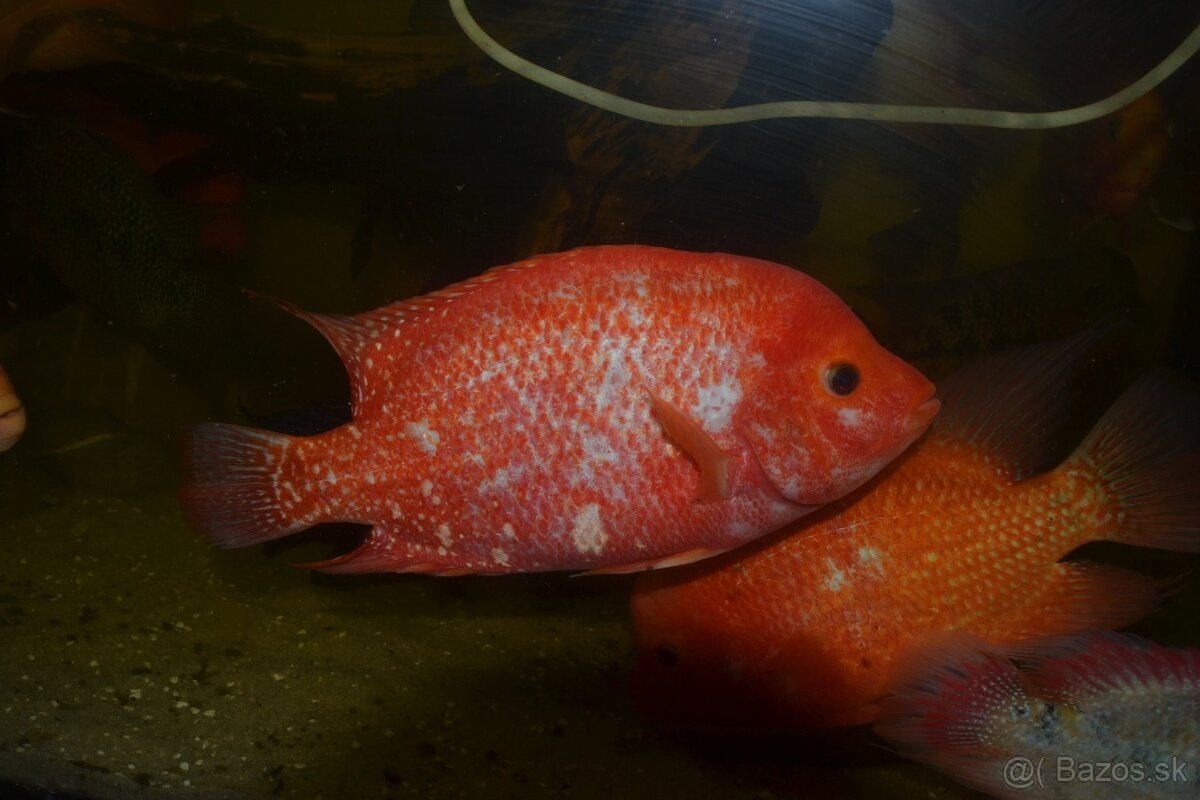 Americké cichlidy - 17