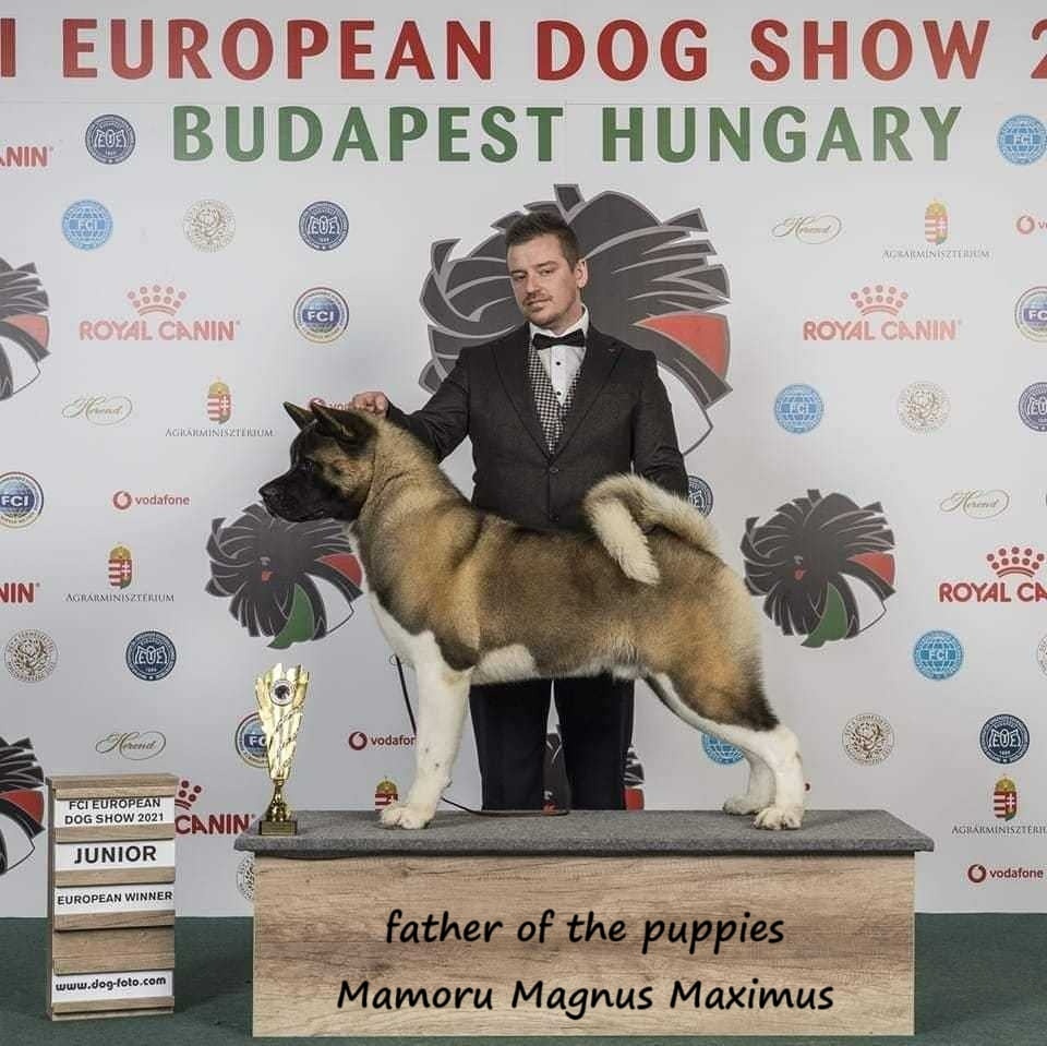 Americká akita s PP - 17