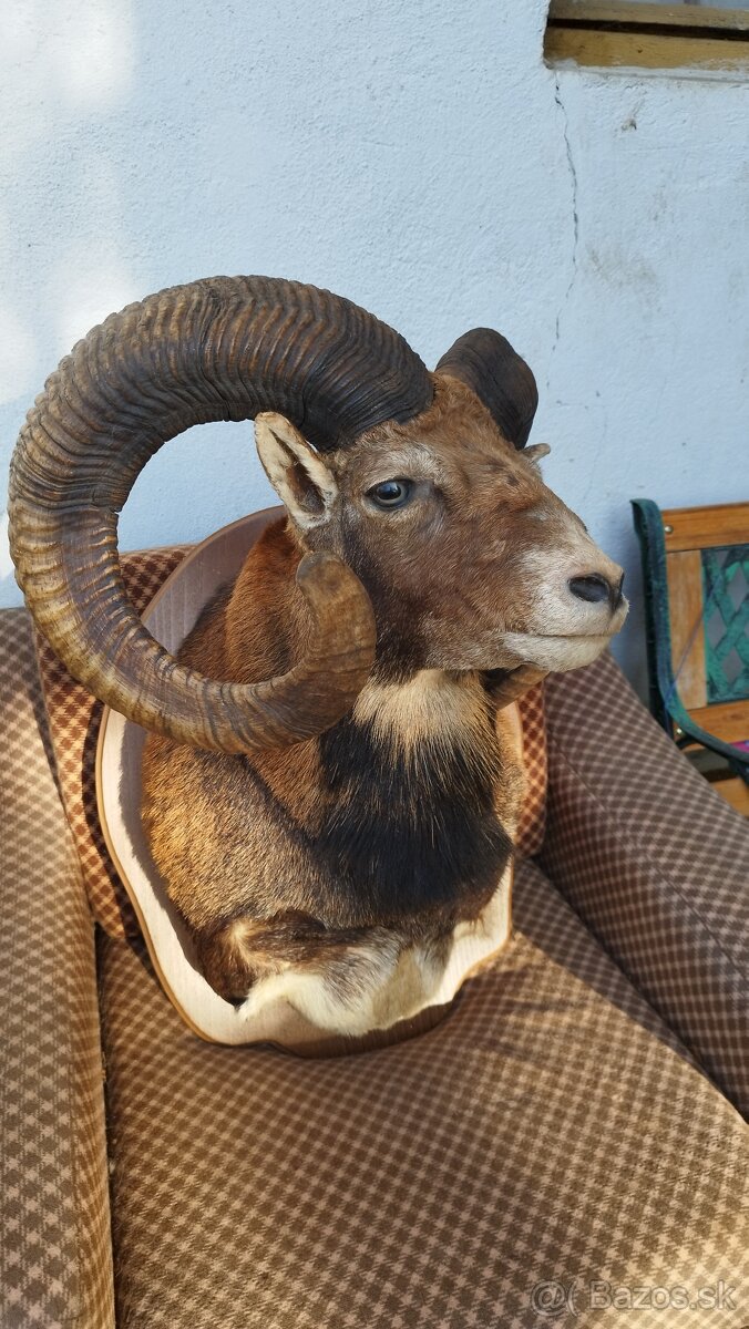 Predám preparát zlatého muflona. Parožie zhody trofeje. - 17