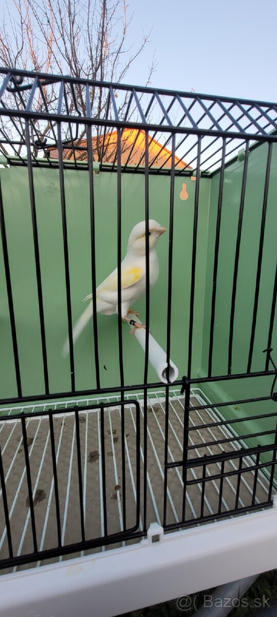 Predám Kanáriky,Kanáre - 17