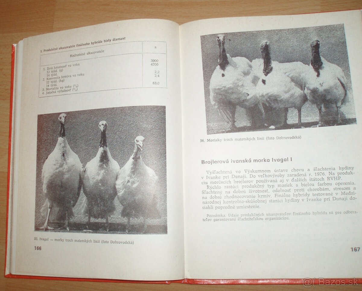 Najvýkonnejšie plemená a typy hydiny - 17