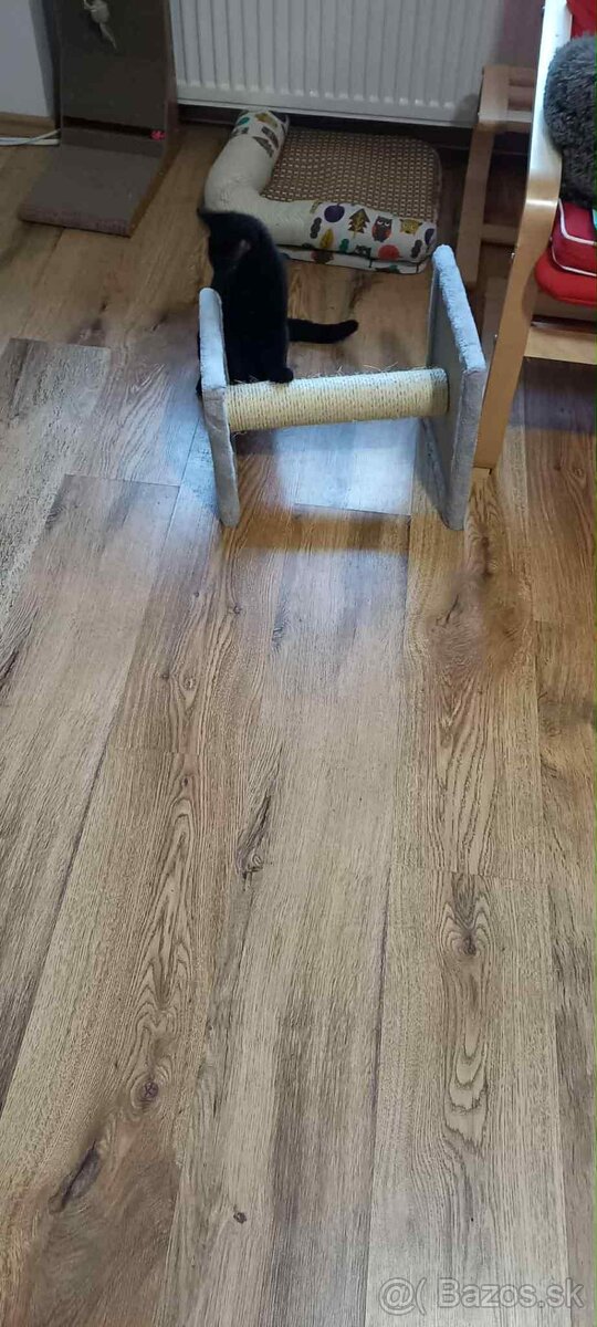 Darujem kocúrika - 17