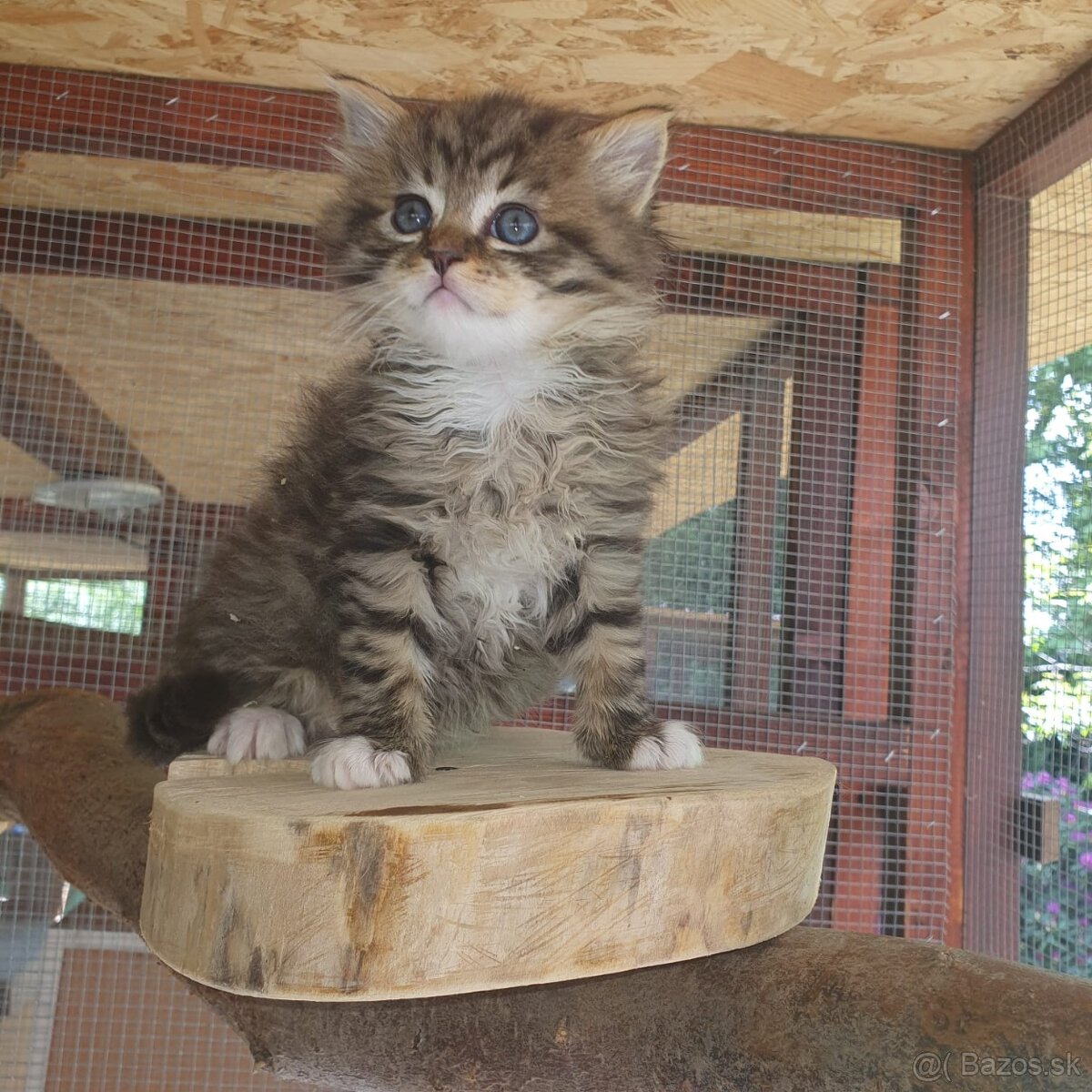 Ponukam maciatka - 17